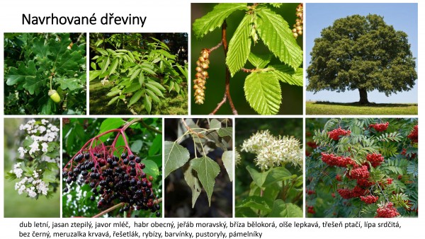 Krajinné úpravy v Čechůvkách