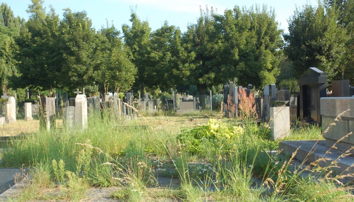 Nový židovský hřbitov v Prostějově (pokračující revitalizace hřbitova)