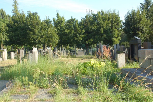 Nový židovský hřbitov v Prostějově (pokračující revitalizace hřbitova)