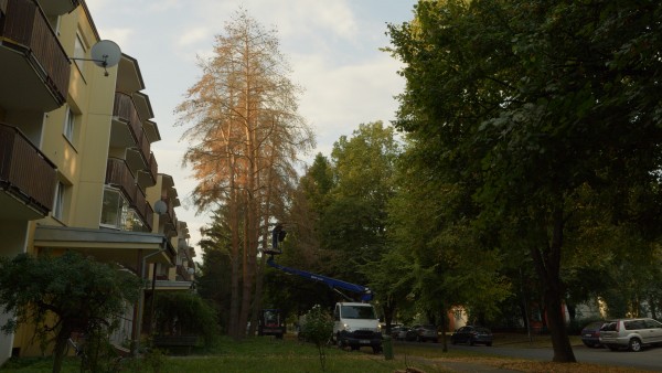 Uschlé stromy na sídlišti v Prostějově