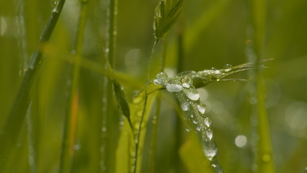 Zvyšování možnosti deště zasáknout se do trávníků