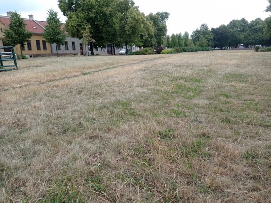 stávající stav zeleně na Husově náměstí