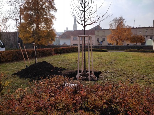 Za nově vysazený strom V. Havla se vejdou prvky pro děti