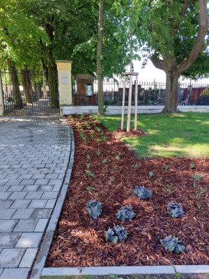 Vegetační úpravy před hřbitovem - květen 2025