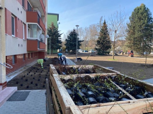 Sázení zeleně - duben 2023