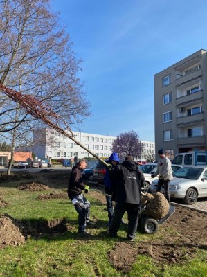 Sázení zeleně - duben 2023