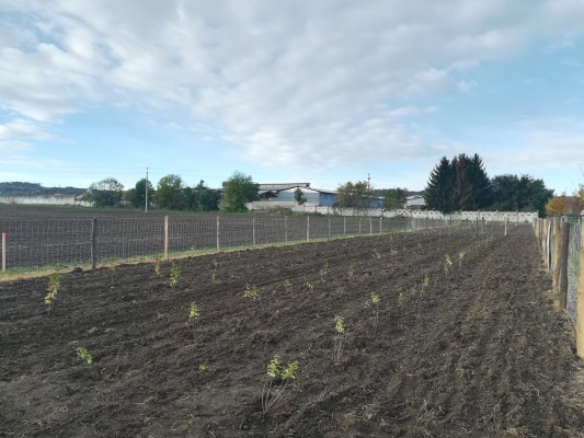 sázení keřů - začátek listopadu 2023