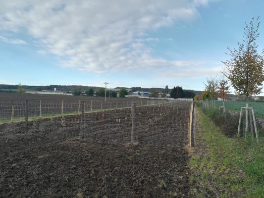 sázení keřů - začátek listopadu 2023