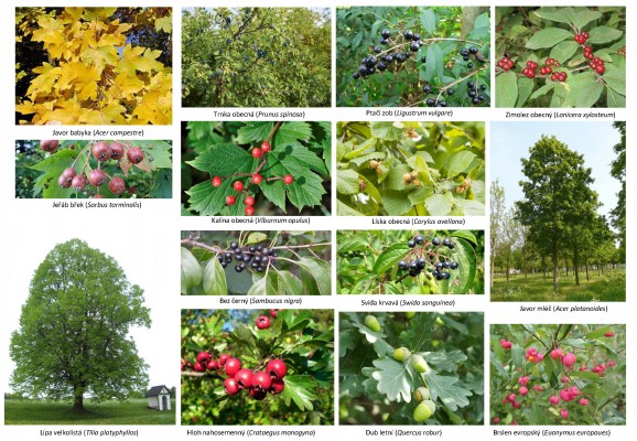 Navržený sortiment výsadeb podél ulice Ječné