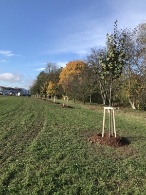 Foto z komunitního sázení 4.11.2023