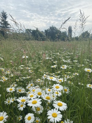 Na velké části biocentra byla založena květnatá louka