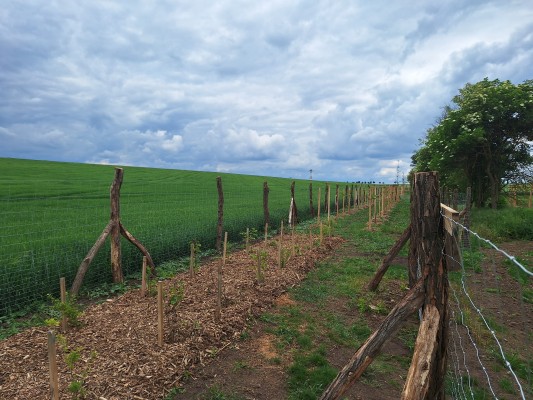 II. etapa - třetí dekáda května 2024