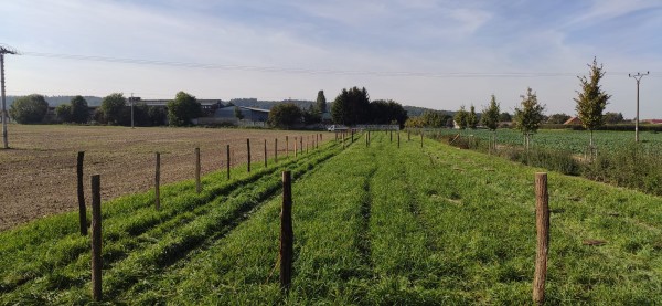 polovina října 2023 - připravené oplocenky u ul. Ječná