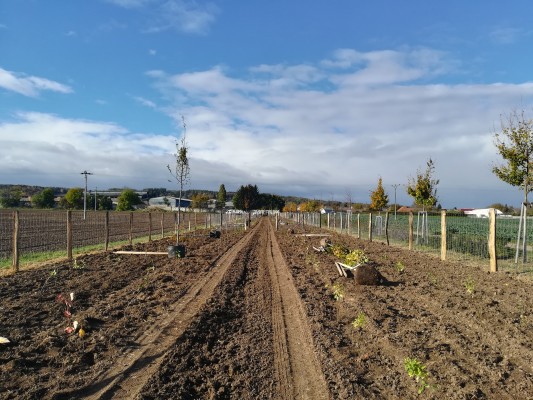 sázení stromů - 08.11.2023