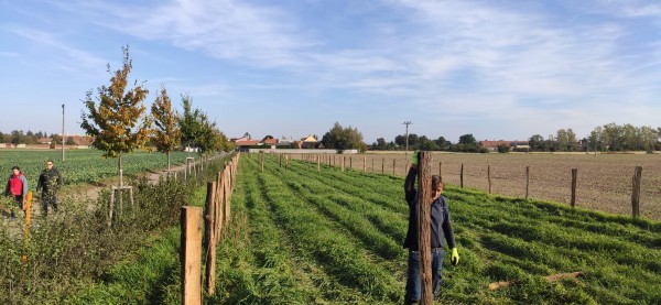 polovina října 2023 - umístění oplocenek podél ulice Ječná