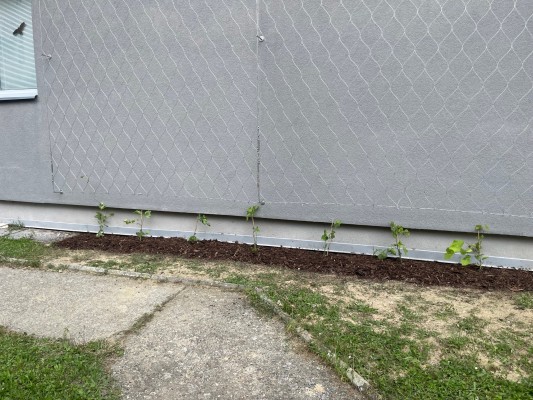 druhá dekáda července 2024