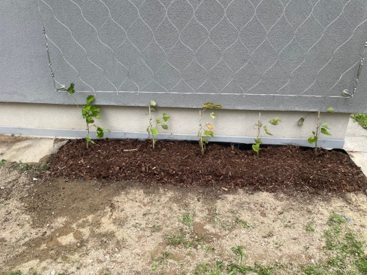 druhá dekáda července 2024