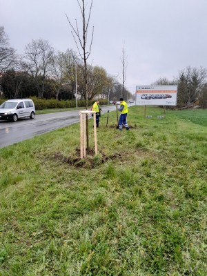 Výsadba stromů na Okružní - u ul. Werichova