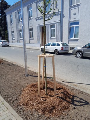 Další sázení stromů