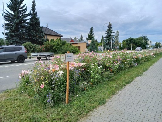 Plán výsadby zeleně 2024