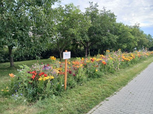 Plán výsadby zeleně 2024