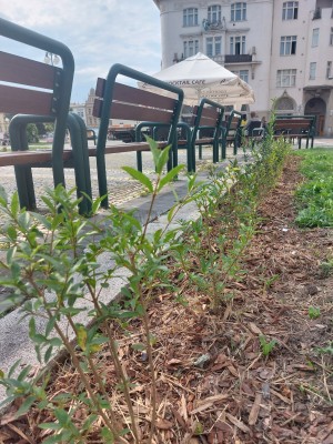 Plán výsadby zeleně 2024