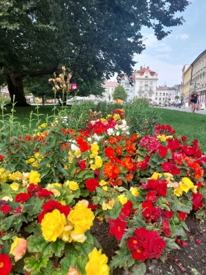 Plán výsadby zeleně 2024
