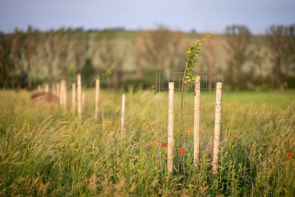 příklad nově vysazeného biokridoru