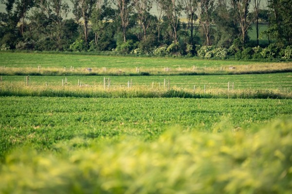 příklad nově vysazeného biokridoru